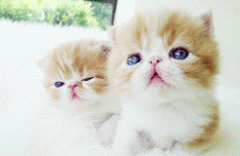 miao miao miao