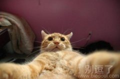 标准的自拍姿势。