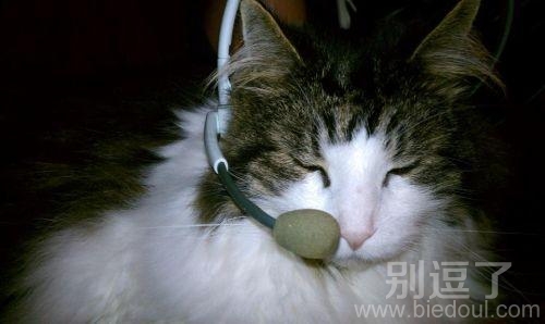 猫咪电台客服,挺像回事的啊 猫咪电台客服,挺像回事的啊