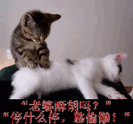 好有爱的一对 猫咪