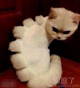 大脸“喵星人”爆笑来袭