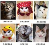 不同的主人不同的特色猫