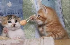 夫妻档3-喵星人 夫妻档3-喵星人