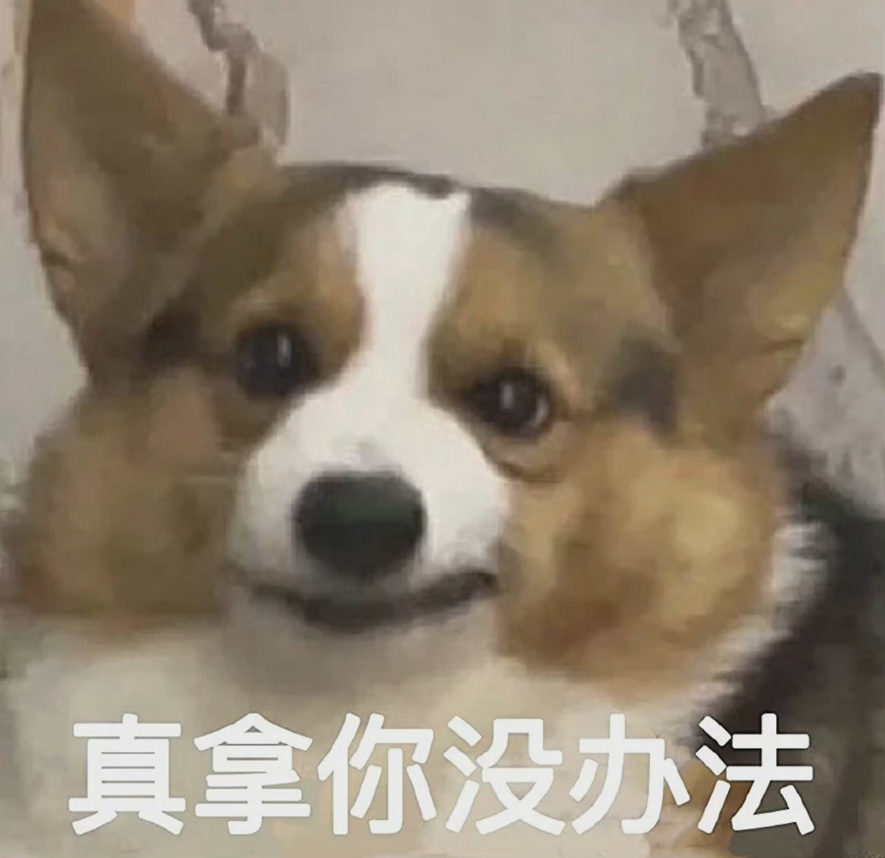 轻松一刻:2022年最奇葩嫌疑人,已经提前锁定了 轻松一刻:2022年最奇葩嫌疑人,已经提前锁定了