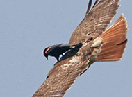 在老鹰背上的小鸟! 在老鹰背上的小鸟!