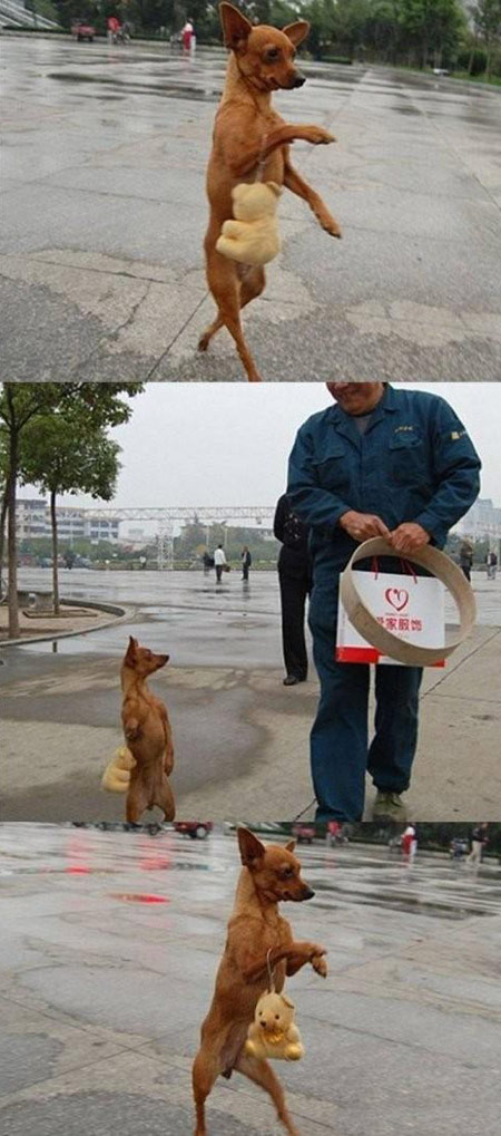 动物马上要超越人类的智商了