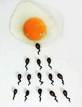 小蝌蚪找爸爸啦 ！