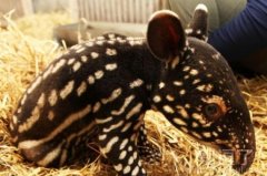 这谁的孩子啊?? 这谁的孩子啊??