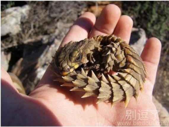 什么怪物,好奇葩的。 什么怪物,好奇葩的。