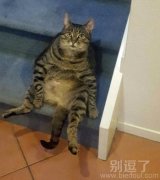 呆萌呆萌的喵星人。