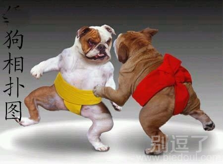 狗狗相扑图。 狗狗相扑图。