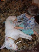 狗狗生无可恋了吧! 狗狗生无可恋了吧!