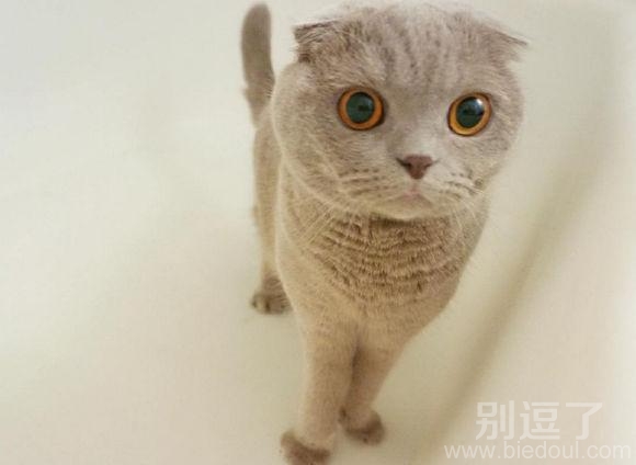 看看谁眼睛大吗?? 看看谁眼睛大吗??