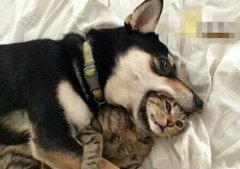 快给我饭吃不然我就撕票。