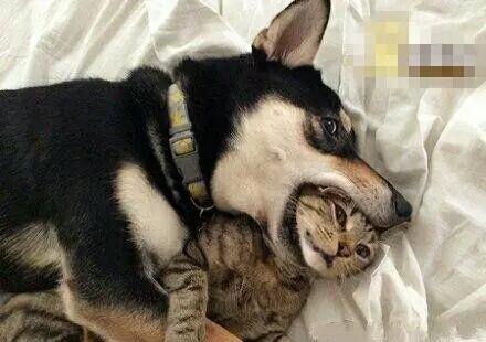 快给我饭吃不然我就撕票。 快给我饭吃不然我就撕票。