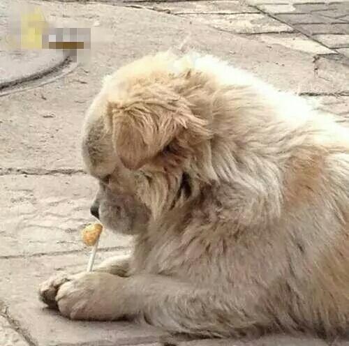 甜甜的棒棒糖我的最爱 甜甜的棒棒糖我的最爱