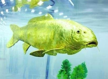 轻松一刻:要想生活过得去,身上必须带点绿 轻松一刻:要想生活过得去,身上必须带点绿