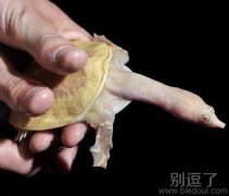 好长的龟头。污污污
