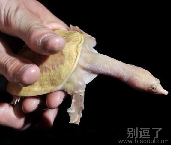 好长的龟头。污污污