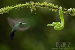 蜂鸟VS毒蛇，即将开始