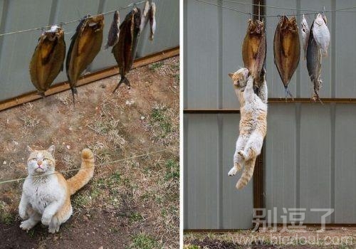 矫健的猫咪，鱼都是我的！
