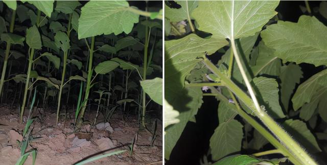 一哥们在殡仪馆值班守夜，闲着无聊，半夜用手机搜附近的人