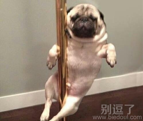 跳钢管舞的汪星人。