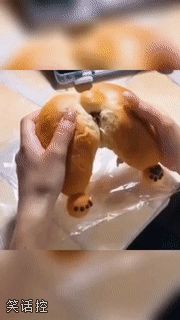 柯基pp面包