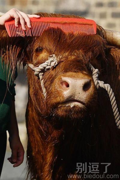 这发型需要每天打理的