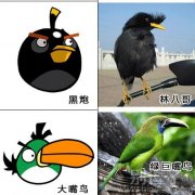 愤怒的小鸟出处---黑炮，大嘴鸟