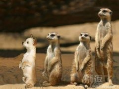 狗狗，它们是你亲戚吗？咋看也不像啊