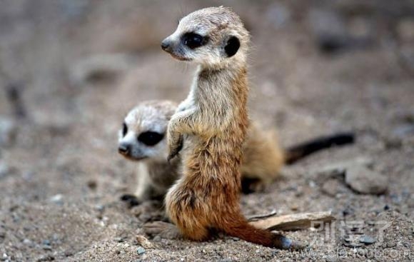 这个叫啥?小小的可爱 这个叫啥?小小的可爱