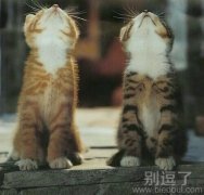 正在思考的两只小猫。