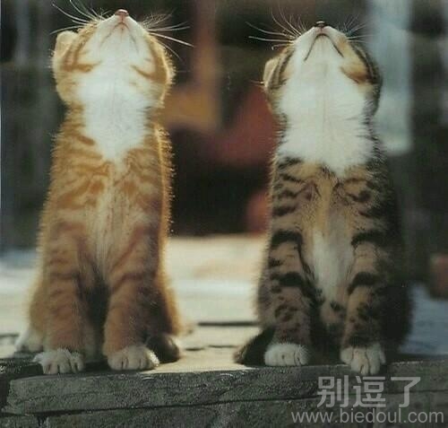 正在思考的两只小猫。