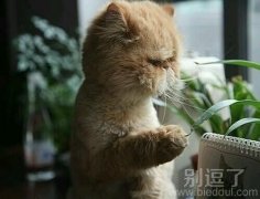 在想事情的小猫。