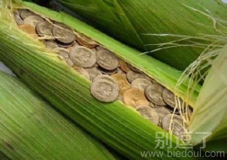 有钱的玉米穗,发达了 有钱的玉米穗,发达了