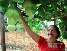 一个树上的果实。 一个树上的果实。