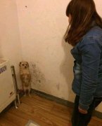 汪星人你是不是犯错误了呢？