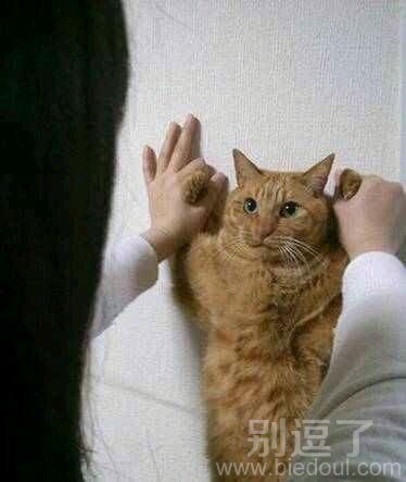 放开那只猫，有什么冲我来！