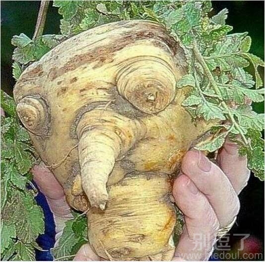 数数那些奇葩的植物 数数那些奇葩的植物