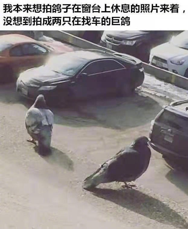 轻松一刻:中国人不骂中国人,除非忍不住 轻松一刻:中国人不骂中国人,除非忍不住