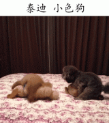 泰迪是公认的小色狗