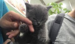 一只充满怨恨的猫