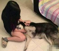 主人这是怎么了! 主人这是怎么了!