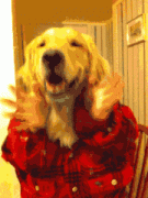 一个成了精的小狗