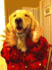 一个成了精的小狗 一个成了精的小狗