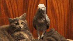 爆笑gif 你见过这么贱的鹦鹉君吗？