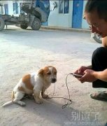 看狗狗的表情，并不好听啊