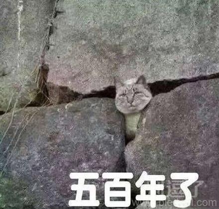 被压在山下的猫咪。