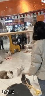 马上就有动物奥运会了 马上就有动物奥运会了